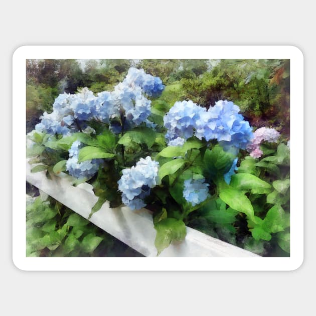 Hydrangea - Blue Hydrangea on White Fence Sticker by SusanSavad